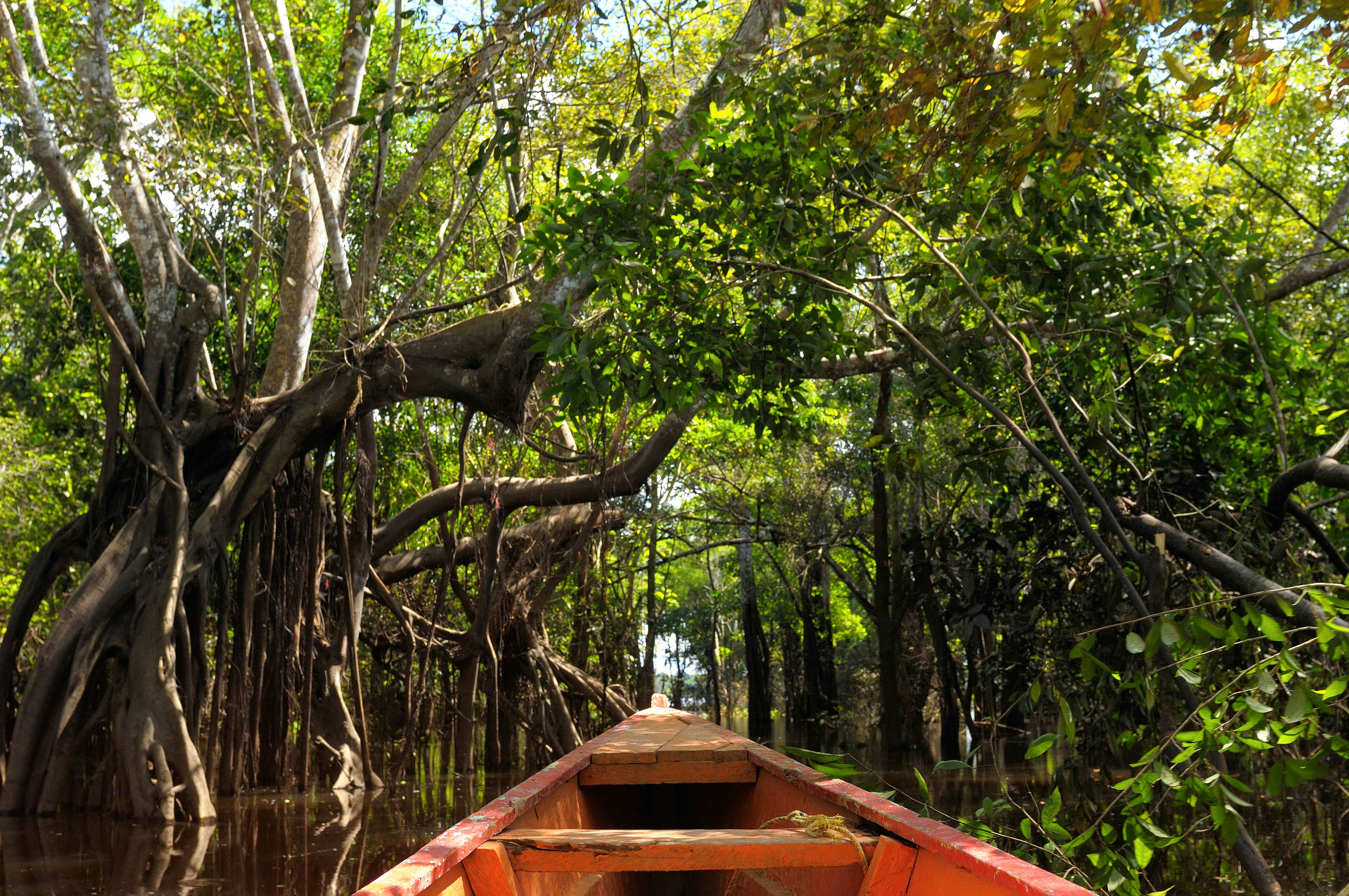 The Amazonian jungle in South America explore on the boat